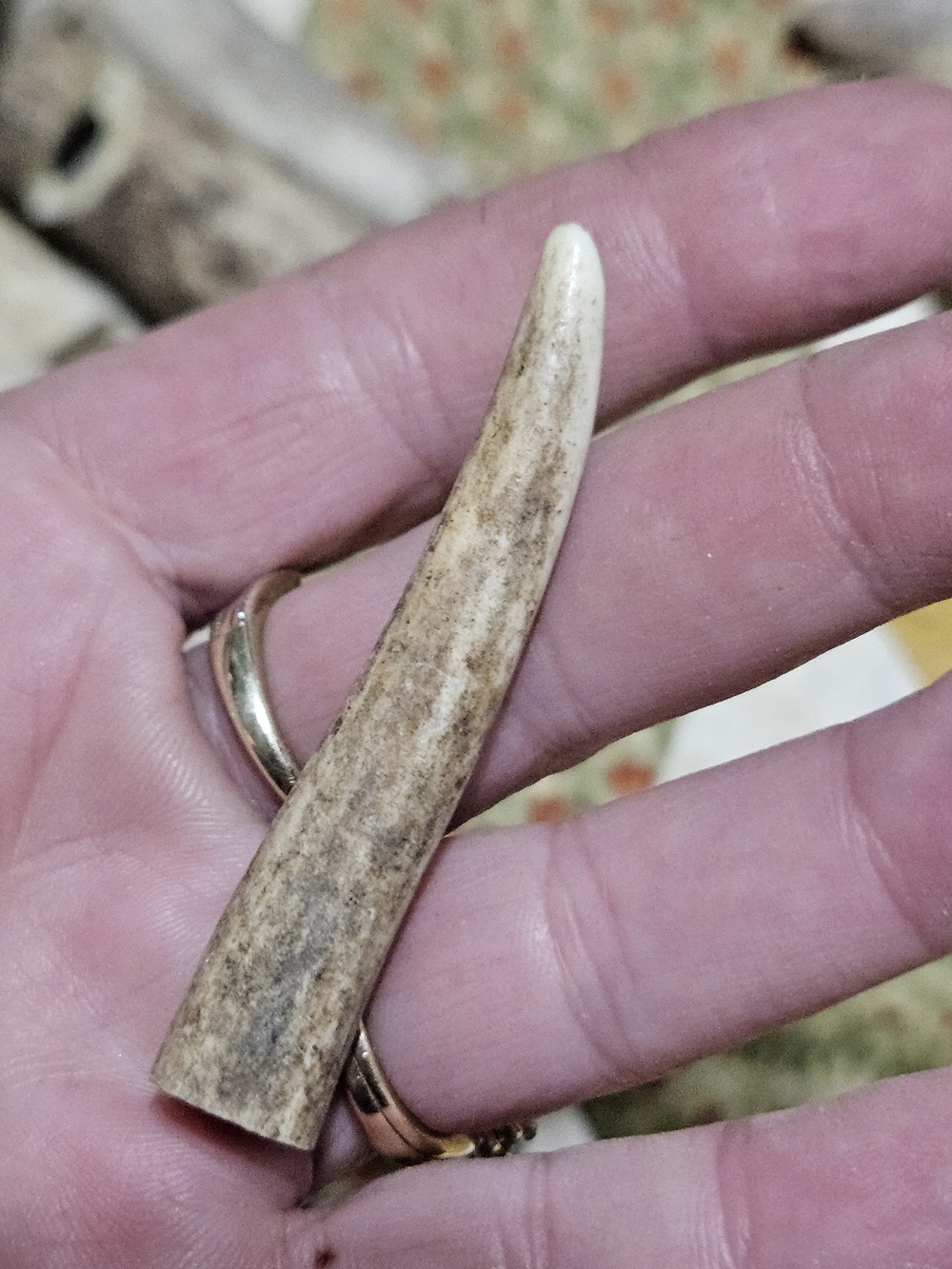 Natural Deer Antler Whistles?Accents? Cut And Drilled – Neutral Gray/Brown - Picture 14 of 16